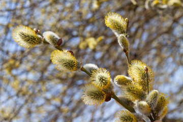 Beautiful spring background of flowering willow branches against the blue sky