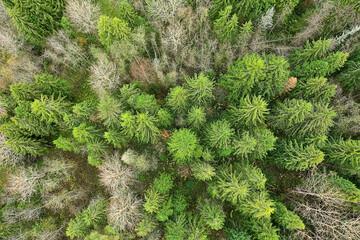autumn forest without leaves top view with drone, nature background landscape