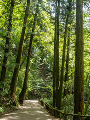 Obraz premium 箕面大滝に向かう道