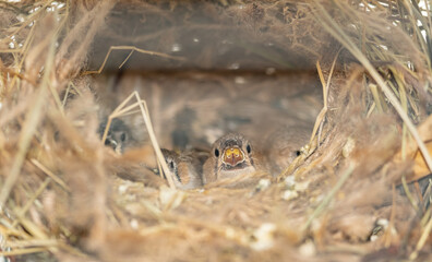 young zebra finches looking out of nest