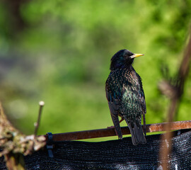 starling in the garden