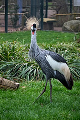 Kronenkranich ( Balearica pavonina ) .