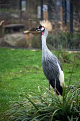 Kronenkranich ( Balearica pavonina ) .