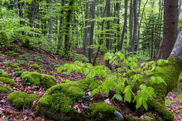 Sous-bois d'une forêt dans les Alpes en Savoie au printemps