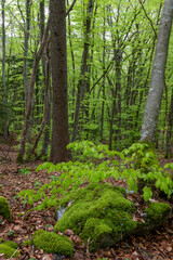 Sous-bois d'une forêt dans les Alpes en Savoie au printemps