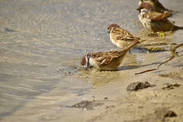 A sparrow bathe on the shore of a reservoir on a sunny summer day, close-up. Bathing sparrows on the beach.
