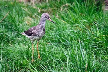 Rotschenkel ( Tringa totanus ).