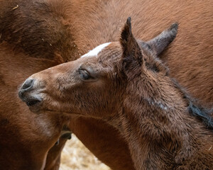 Fototapeta premium New Born Foal