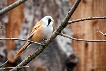 Bartmeise ( Panurus biarmicus ).