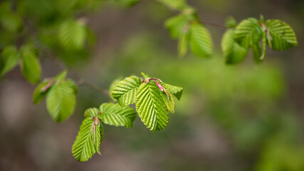 Closeup of spring growth Hornbeam leaves, Carpinus betulus, with defocused woodland background