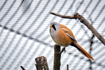 Bartmeise ( Panurus biarmicus ).