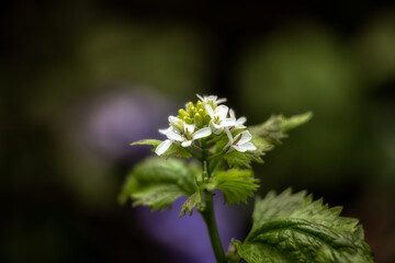 Closeup of the flowers of Garlic mustard, Alliaria petiolata, in the spring in the UK