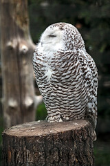 Hauskaninchen ( Oryctolagus cuniculus forma domestica ).