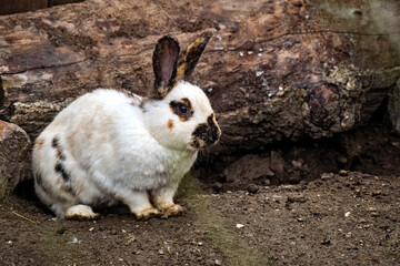 Hauskaninchen ( Oryctolagus cuniculus forma domestica ).