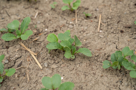8 Best 野菜の芽 Images Stock Photos Vectors Adobe Stock