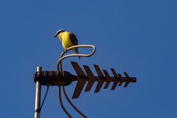 Um pássaro pousado em uma antena de tv com céu azul ao fundo. Pitangus sulphuratus.