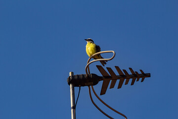 Um pássaro pousado em uma antena de tv com céu azul ao fundo. Pitangus sulphuratus.