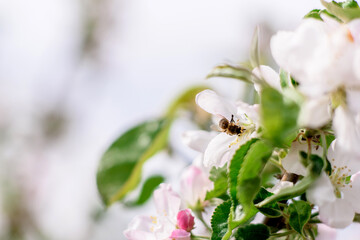Beautiful white flowers against the background of green plants. Summer background