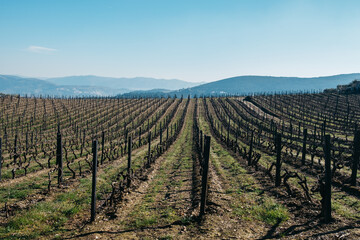 Vineyard in Provesende, Portugal