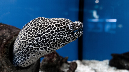 Gymnothorax favagineus or laced moray fish swimming out of its hiding place