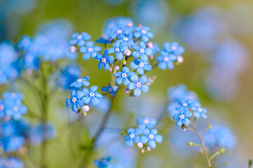 Beautiful blue flowers in the summer garden against the background of green plants