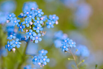 Beautiful blue flowers in the summer garden against the background of green plants