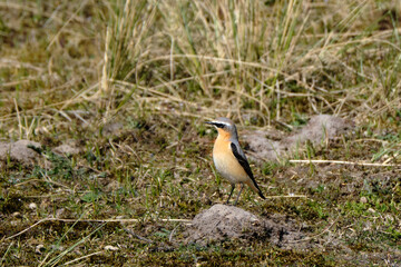 Northern Wheatear, Oenanthe oenanthe leucorhoa-male, in dunes between marram grass, migrating through the netherlands to recuperate. 23-4-21 Ameland, the Netherlands.