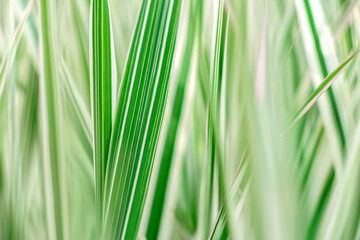Beautiful green plants in the garden on a warm summer day