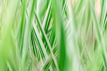 Beautiful green plants in the garden on a warm summer day