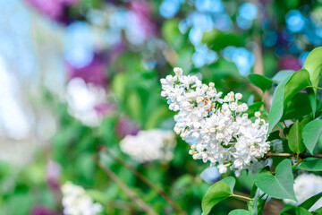 Beautiful bush of blossoming lilac in the garden. Summer background