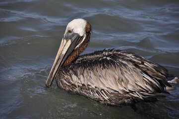 pelican in the water
