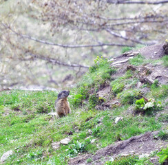 Naklejka na ściany i meble the marmot near the den, in the Gran Paradiso park