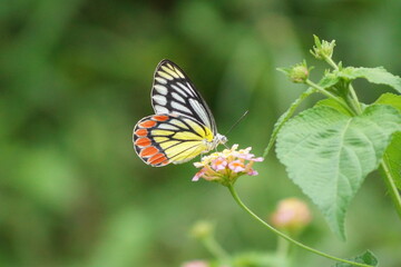 butterfly on flower