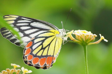 butterfly on flower