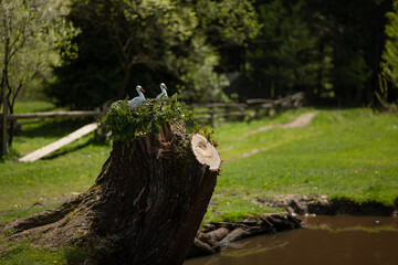roots in the forest