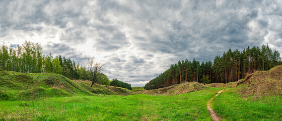 Fototapeta premium Two forests: birch and pine, and a ravine with green grass between them in cloudy weather, a spring natural landscape