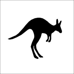 kangaroo