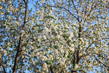Beautiful flowering apple tree branches in spring. Sunny day.