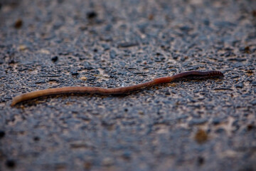 An earthworm after the rain