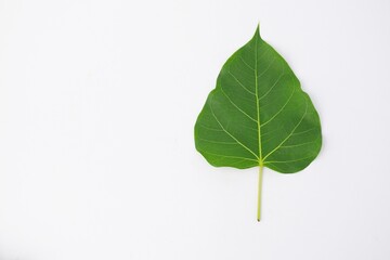 Green leaves pho on white background