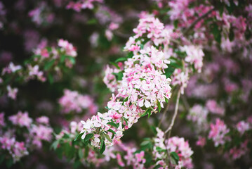 A flowering branch of a decorative apple tree of the Ola variety. Beautiful dark pink flowers. A sunny spring day.