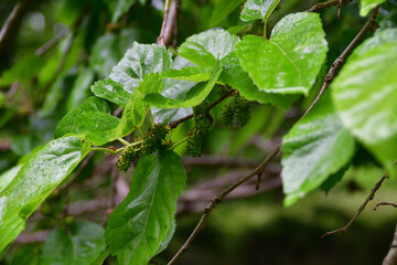 クワの葉と熟す前の果実（埼玉県/5月）
