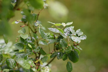 Blätter einer Rose mit Wassertropfen