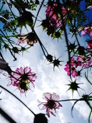 Colorful flowers with bright sky, view from below.