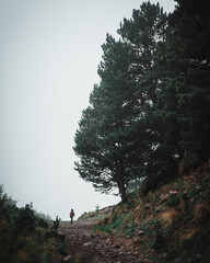 Russia, Caucasus, Terskol, trail on the slope of Elbrus, silhouette of a tourist on the background of fog clouds next to tall trees