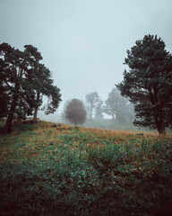 Russia, Caucasus, Terskol, picturesque slope of Mount Elbrus with trees in the fog