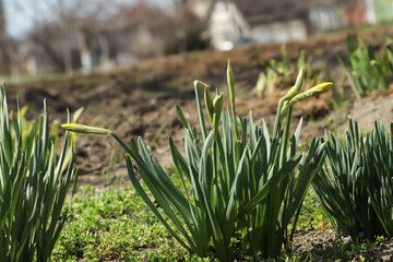 Daffodil plants growing in garden on sunny day