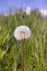 White dandelion blowballs with fly in meadow field