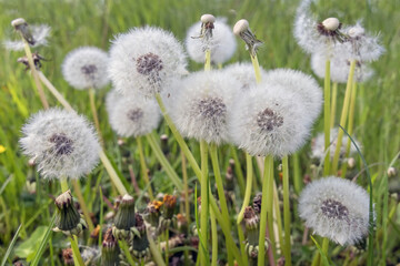 White dandelion blowballs in meadow field