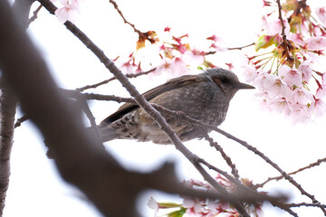 桜の花とヒヨドリ